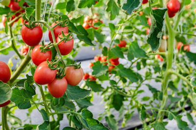 Close-up of cherries growing on plant