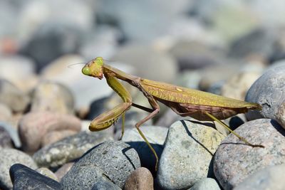 Close-up of praying mantis on rock