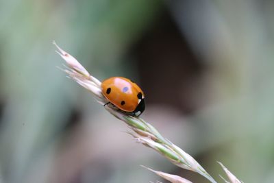 Close-up of ladybug on plant