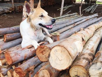 Dog lying on wood