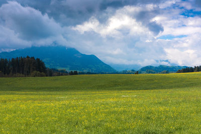 Scenic view of field against sky