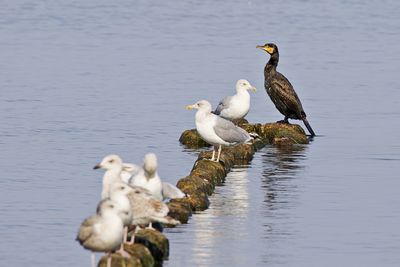 Seabirds perching in the sun