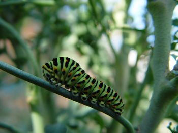 Close-up of insect on plant