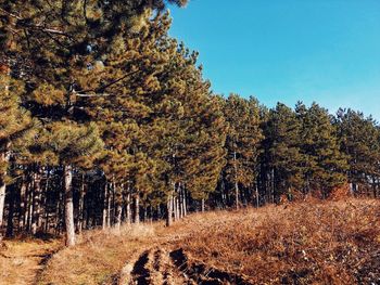 Trees in forest against sky during autumn