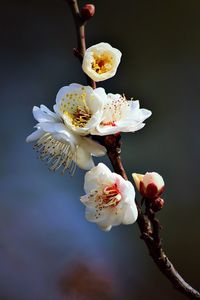 Close-up of cherry blossom blooming outdoors