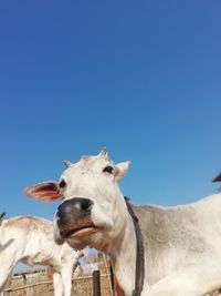 Cow child playing with his mother in the morning in india 