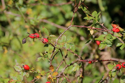 Close-up of red berries on tree