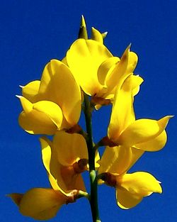 Low angle view of yellow flowers against blue sky