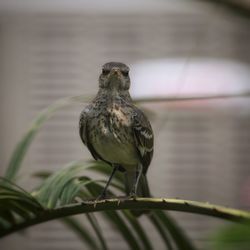 Close-up of owl perching on plant