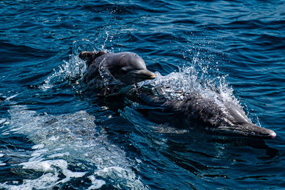 High angle view of seal swimming in sea