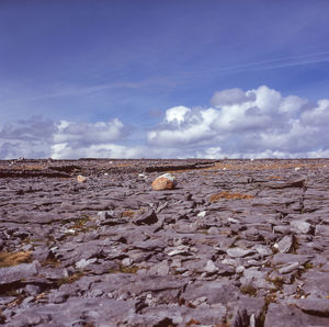 Lizard on landscape against sky