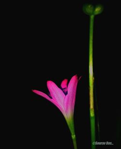 Close-up of pink flower against black background