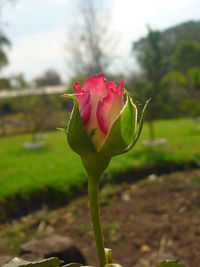 Close-up of pink rose blooming outdoors