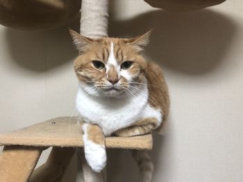 Portrait of cat sitting at home