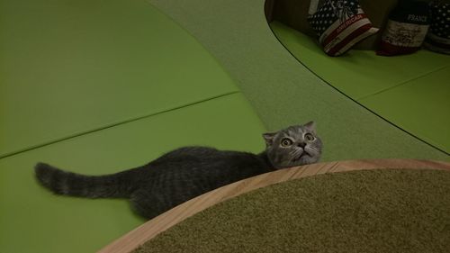 Portrait of cat sitting on floor