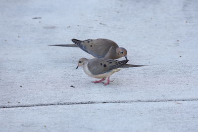 Close-up of birds on pavement.