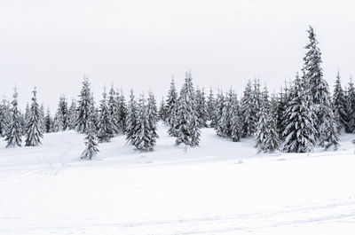 Pine trees on snow covered field against sky