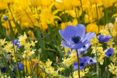 Close-up of purple flowers blooming outdoors