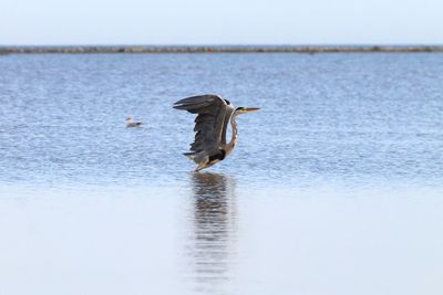 Bird flying over the sea