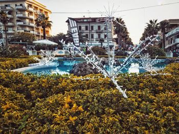 Plants by swimming pool against buildings in city