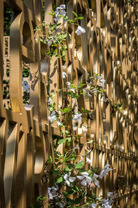 Close-up of plants