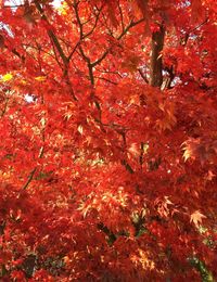 Low angle view of trees