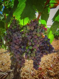 Close-up of grapes hanging in vineyard