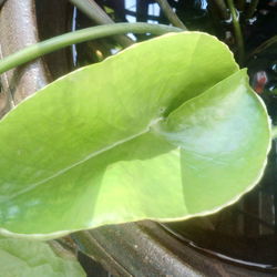 Close-up of green leaves on plant