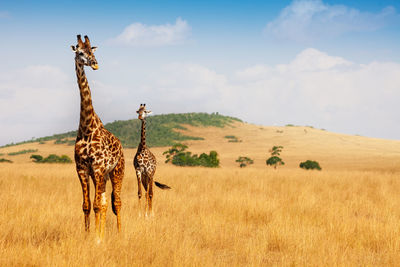 Giraffe on field against sky