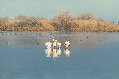 Swans swimming in lake