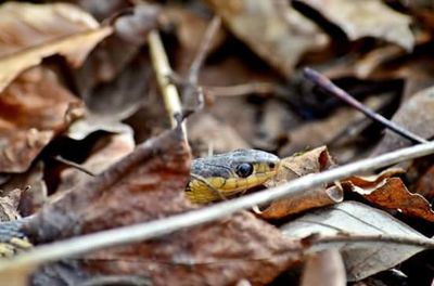 Close-up of lizard on white surface