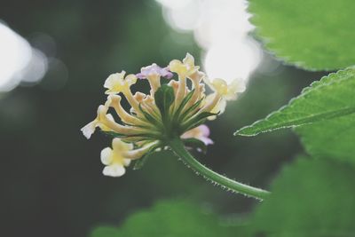 Close-up of flower blooming outdoors