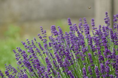 Close-up of purple flowering plant