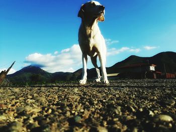 Dog standing on mountain against sky