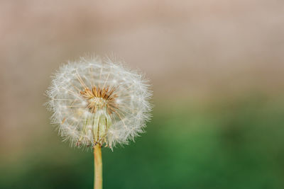 Close-up of dandelion flower