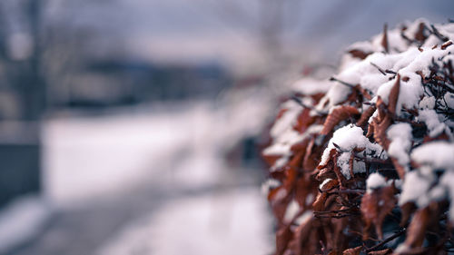 Close-up of snow covered plant