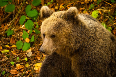 Close-up of an animal