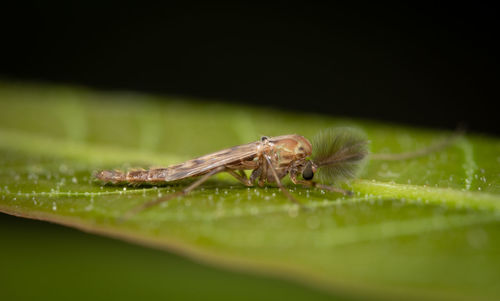 Close-up of insect on leaf