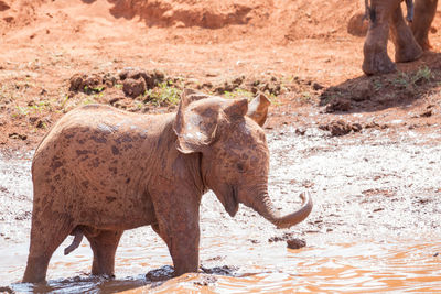 Elephant standing in a water