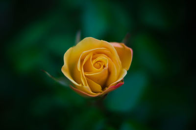 Close-up of yellow rose