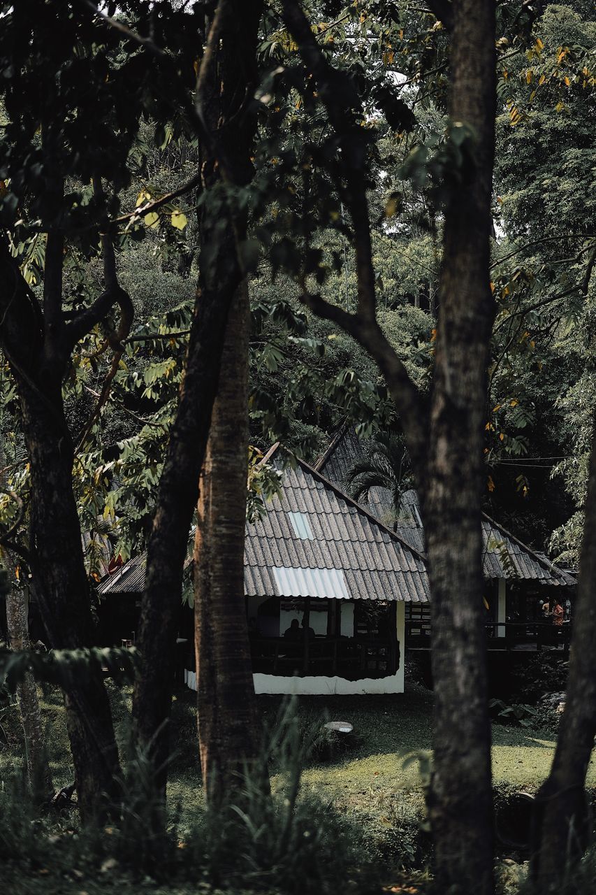 TREES AND PLANTS GROWING ON BUILDING