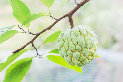 Fresh green custard apple fruit on the tree with blurred leaf nature background