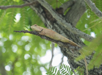 Close-up of a lizard on tree