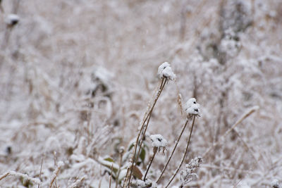 Close-up of plant