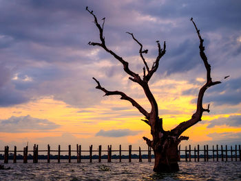 Silhouette bare tree at beach against sky during sunset