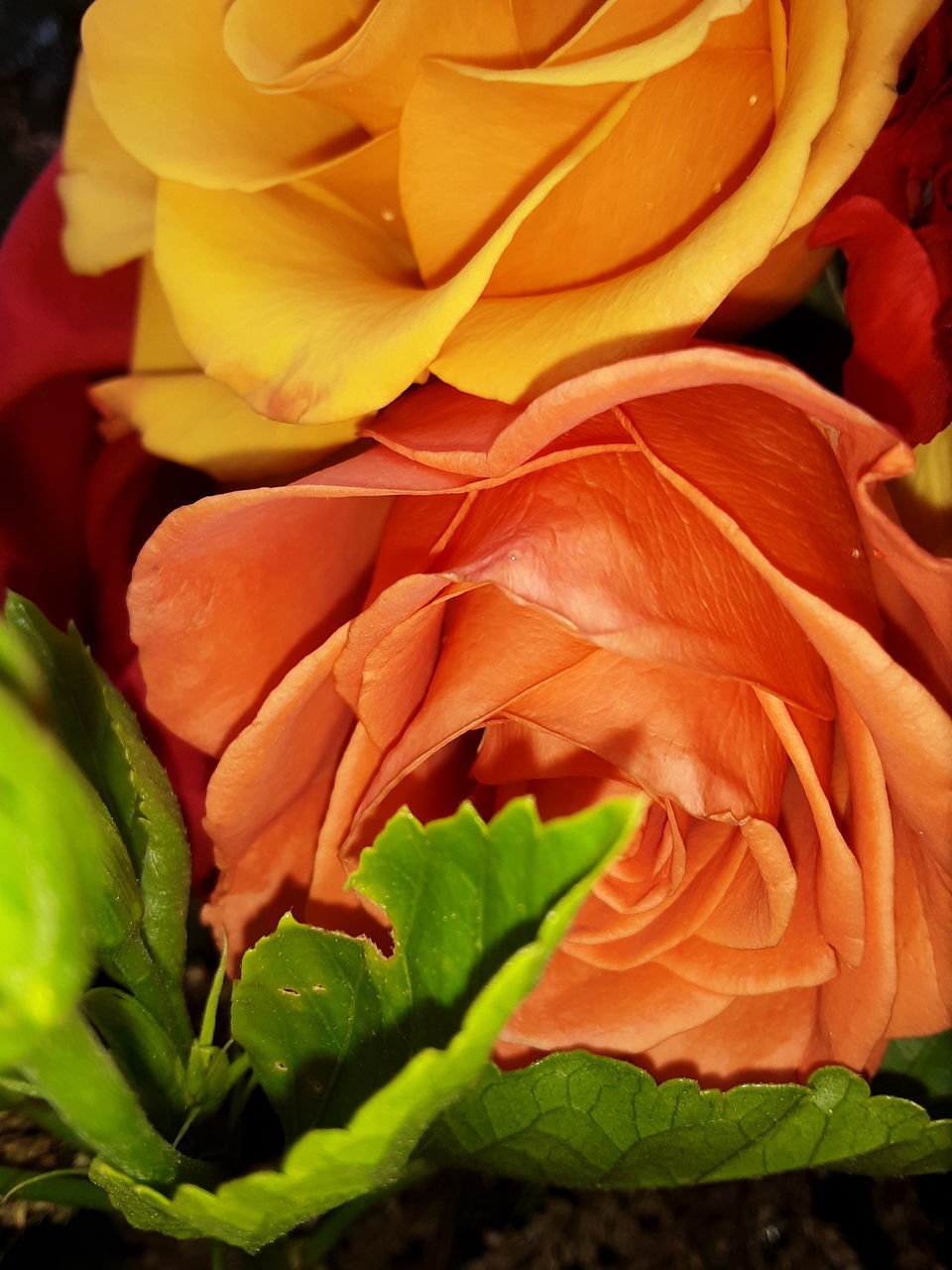 CLOSE-UP OF ORANGE ROSE IN BLOOM