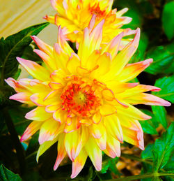 Close-up of yellow flower