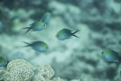 Close-up of fish swimming in sea