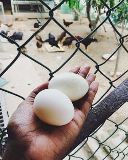 Close-up of hand holding food