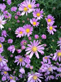 Close-up of pink flowers